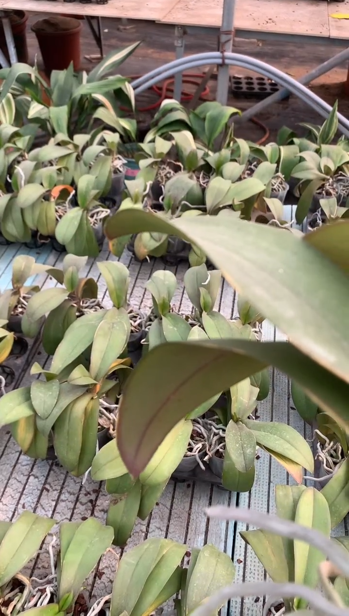 完全开放春丽组盆