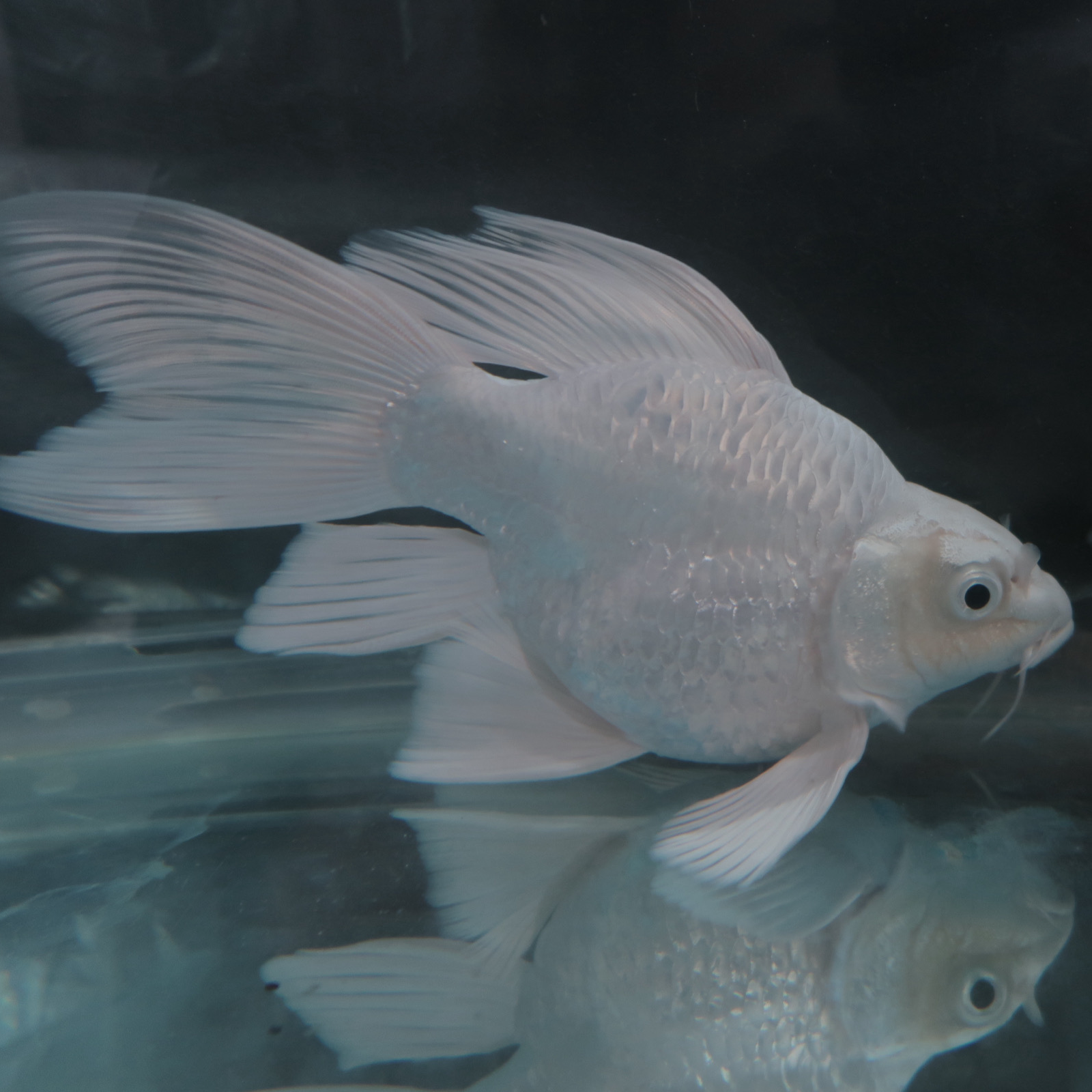 台湾纯种蝴蝶鲤大鳍大尾观赏鱼好养耐活