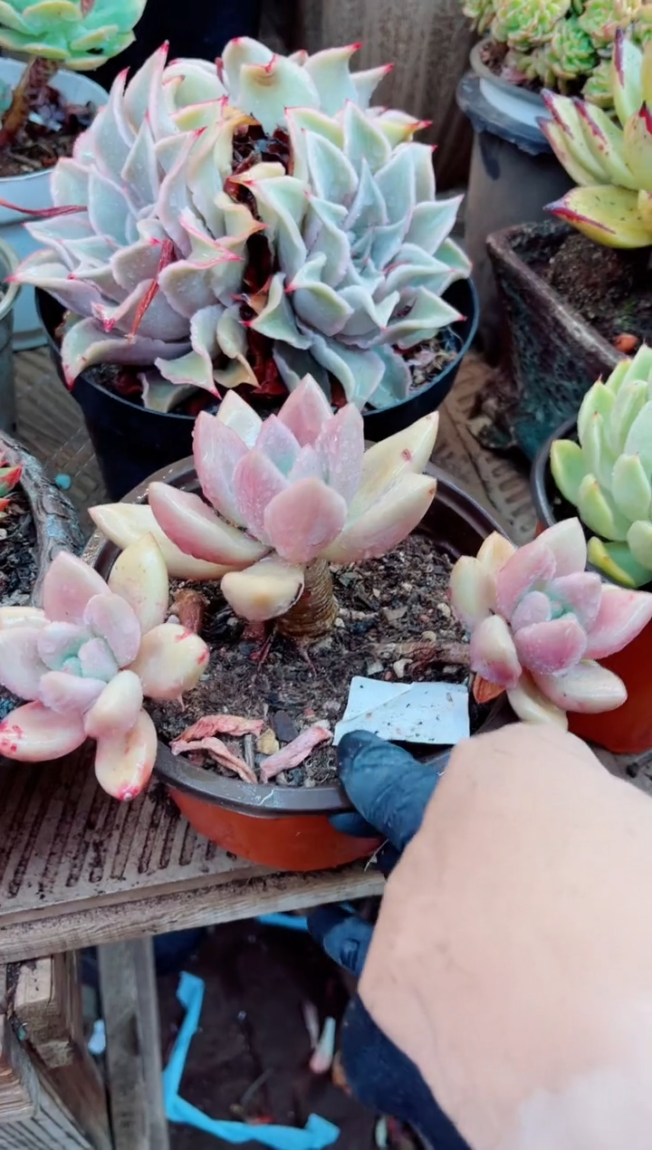 29080多肉植物一物一拍