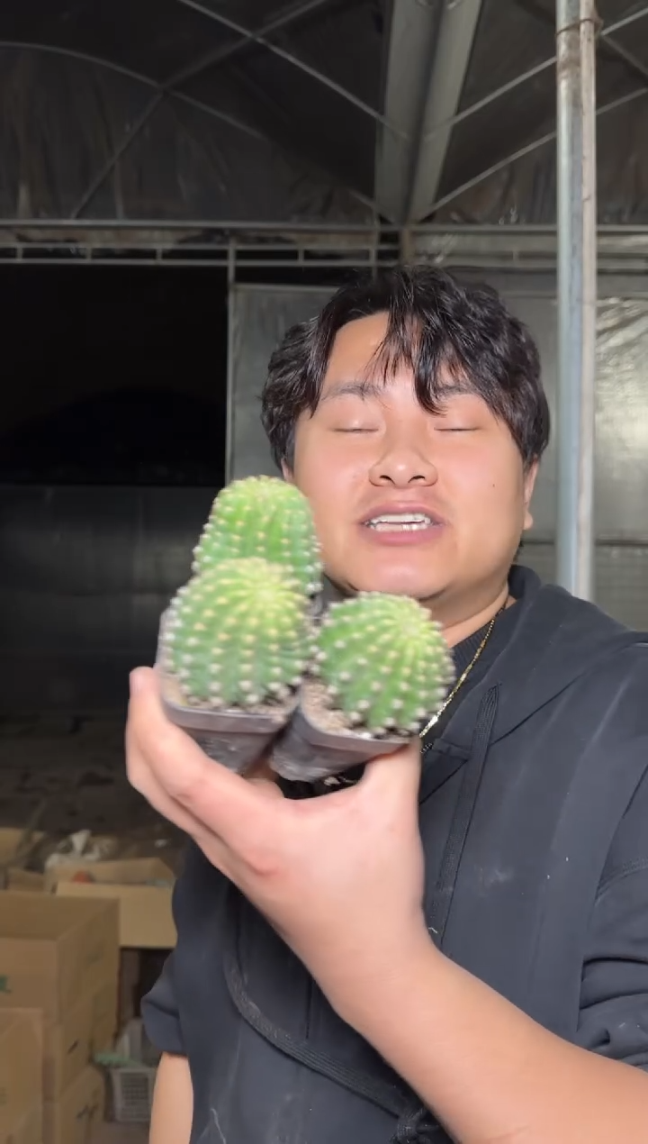 10颗 实生根 席克氏彩草 4-6cm