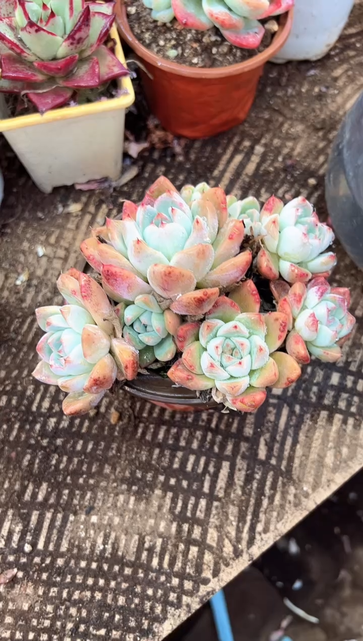 高****头多肉植物一物一拍03363