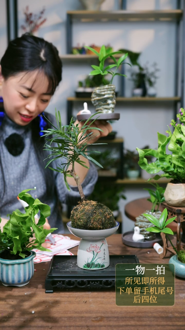 【闪购商品】173--6010竹柏水培