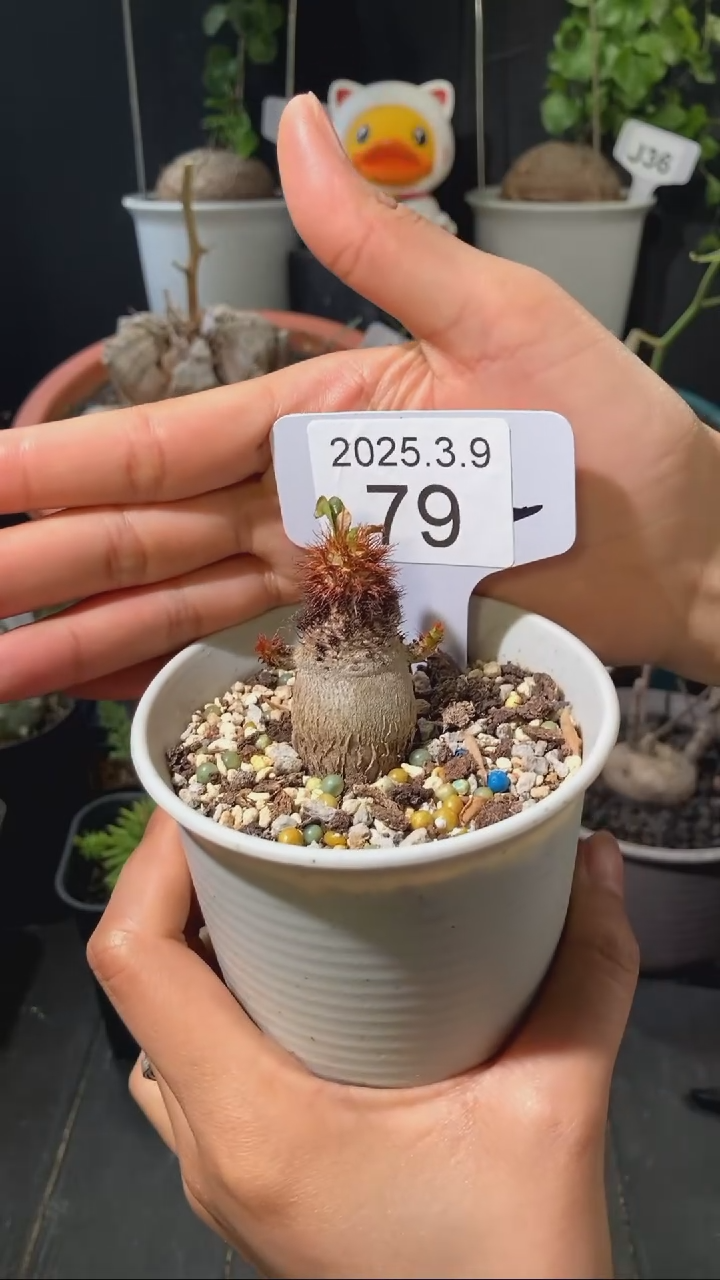 【闪购商品】象鼻大戟3.9.79