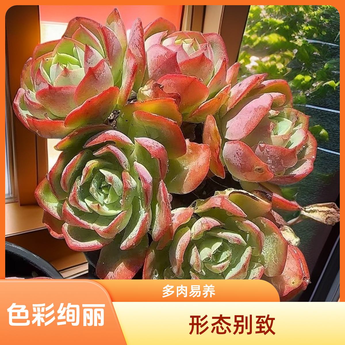 桃花坞带盆  小谢多肉植物庭院空气耐旱上盆种植固定