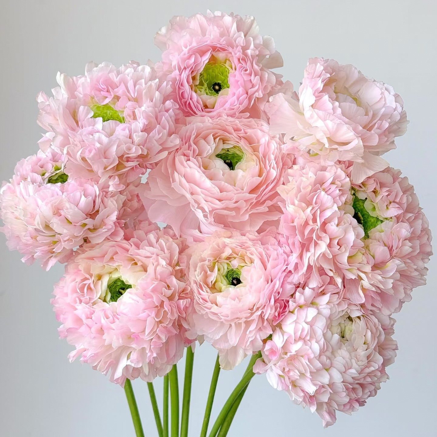 【独鬏鬏优选】云南鲜花 【粉锦鲤】洋牡丹 家居瓶插鲜花 顺丰配送