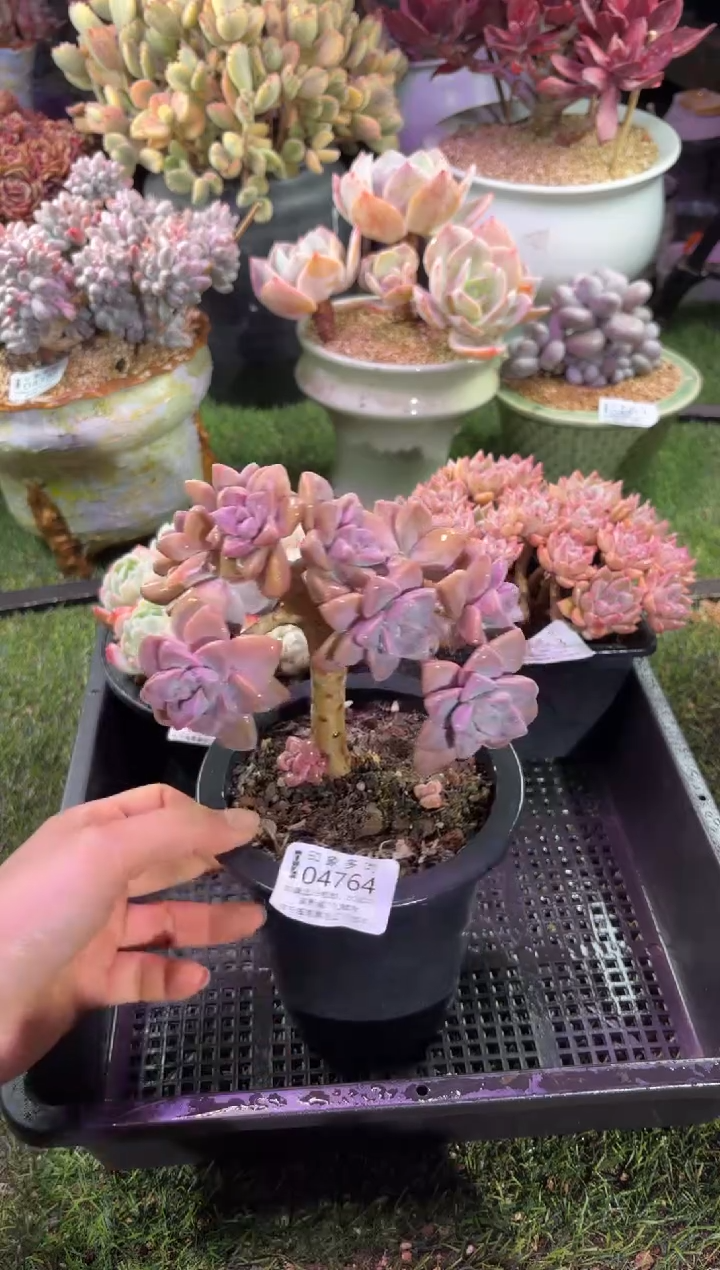 【闪购商品】04764