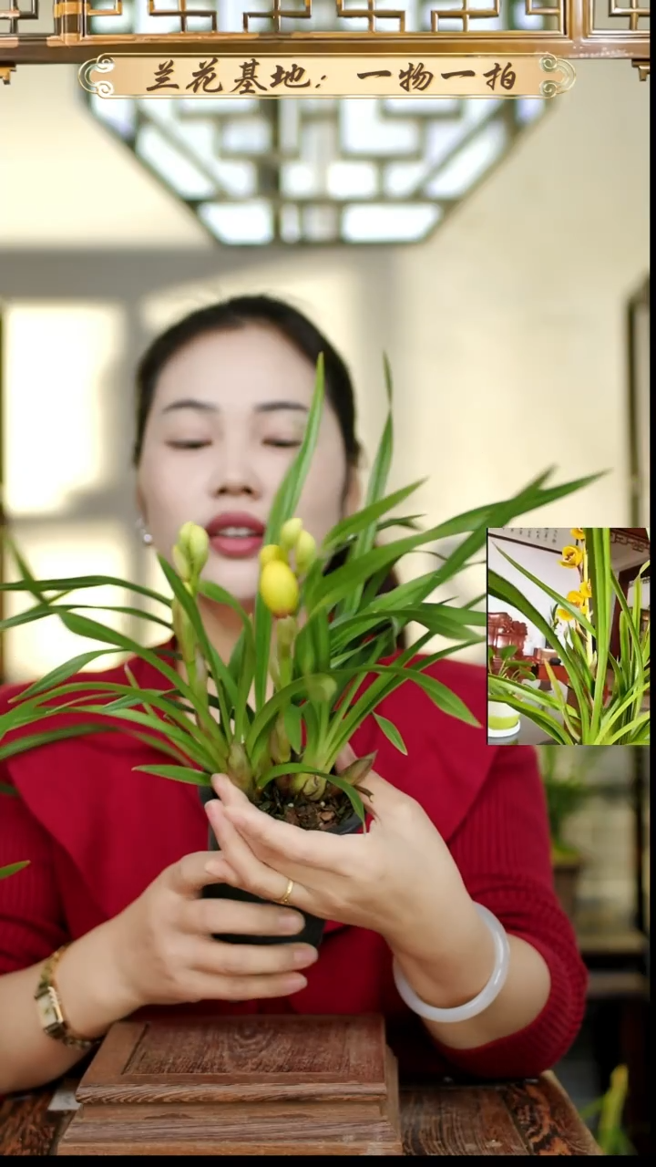 完全开放黄金荷带花苞