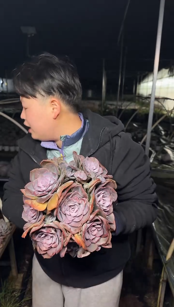 架子上地栽尘埃玫瑰20CM 5