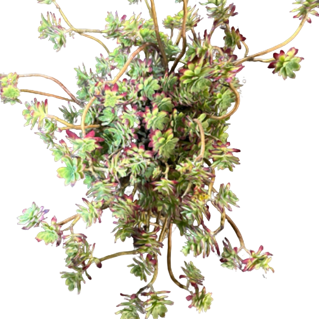 （造型薄化妆）整装老桩飘枝盆栽盆景多肉