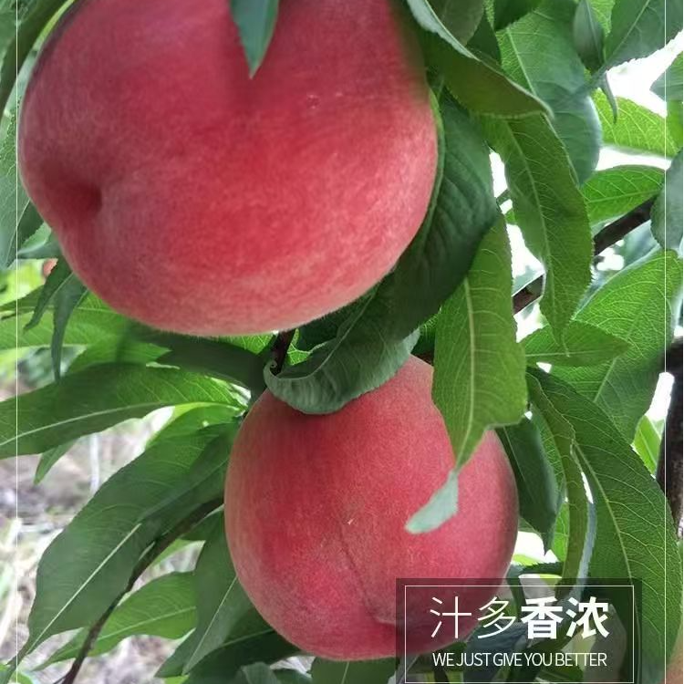 山东毛桃皮薄核小脆甜爽口山东省