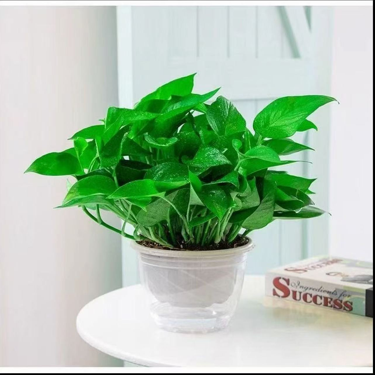 PZ【新粉福利】180绿萝新房除甲醛净化空气室内盆栽好养绿植基地