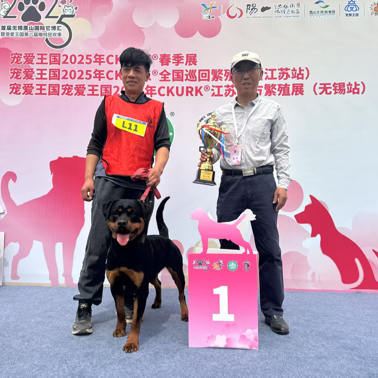 （小高犬舍 ）T狗狗活体