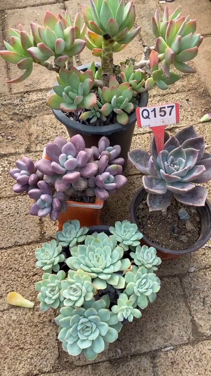 Q157多肉组合默认脱土发货
