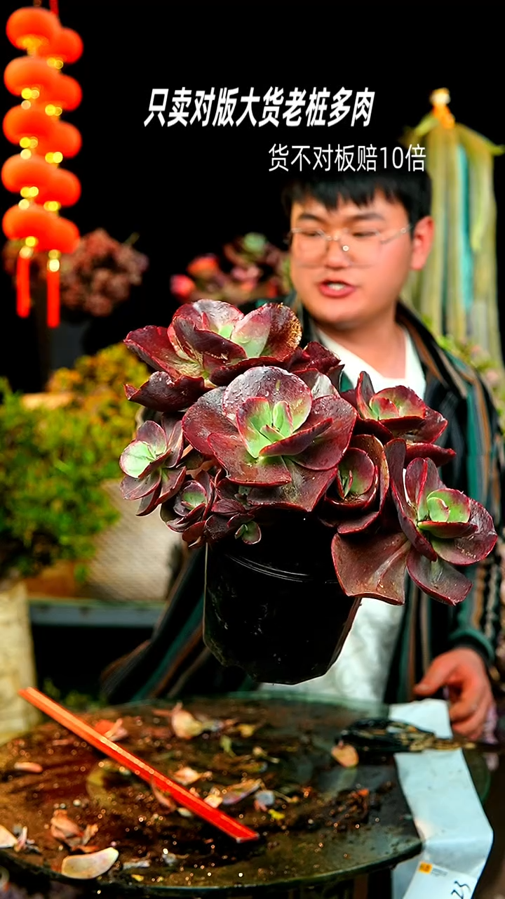 【闪购商品】42号大叶秀妍