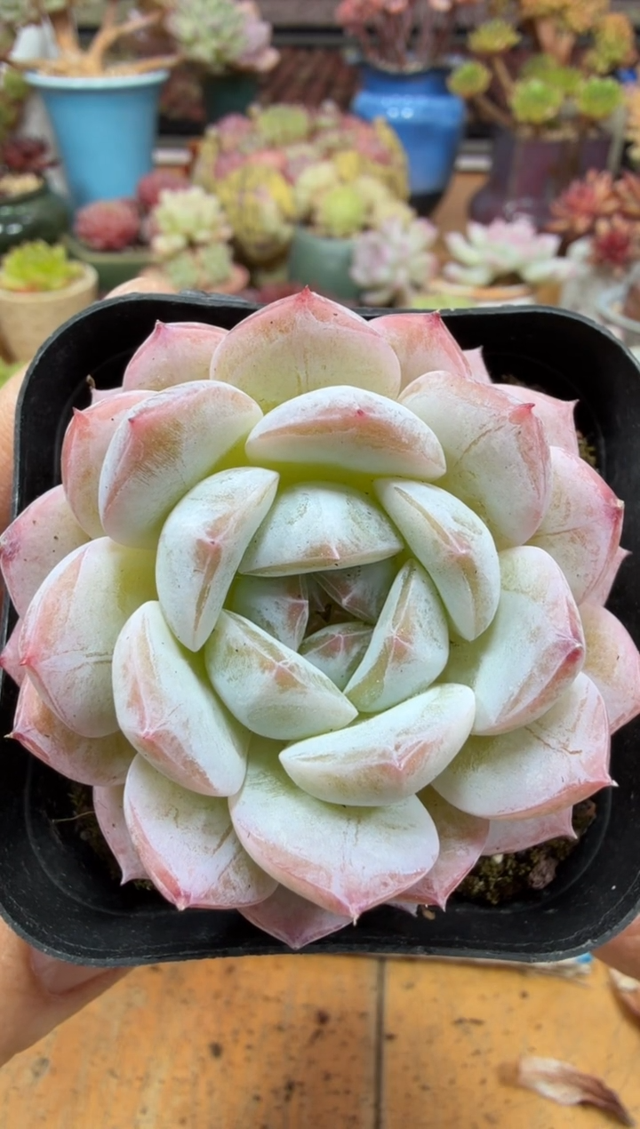 东云多肉园二店-640