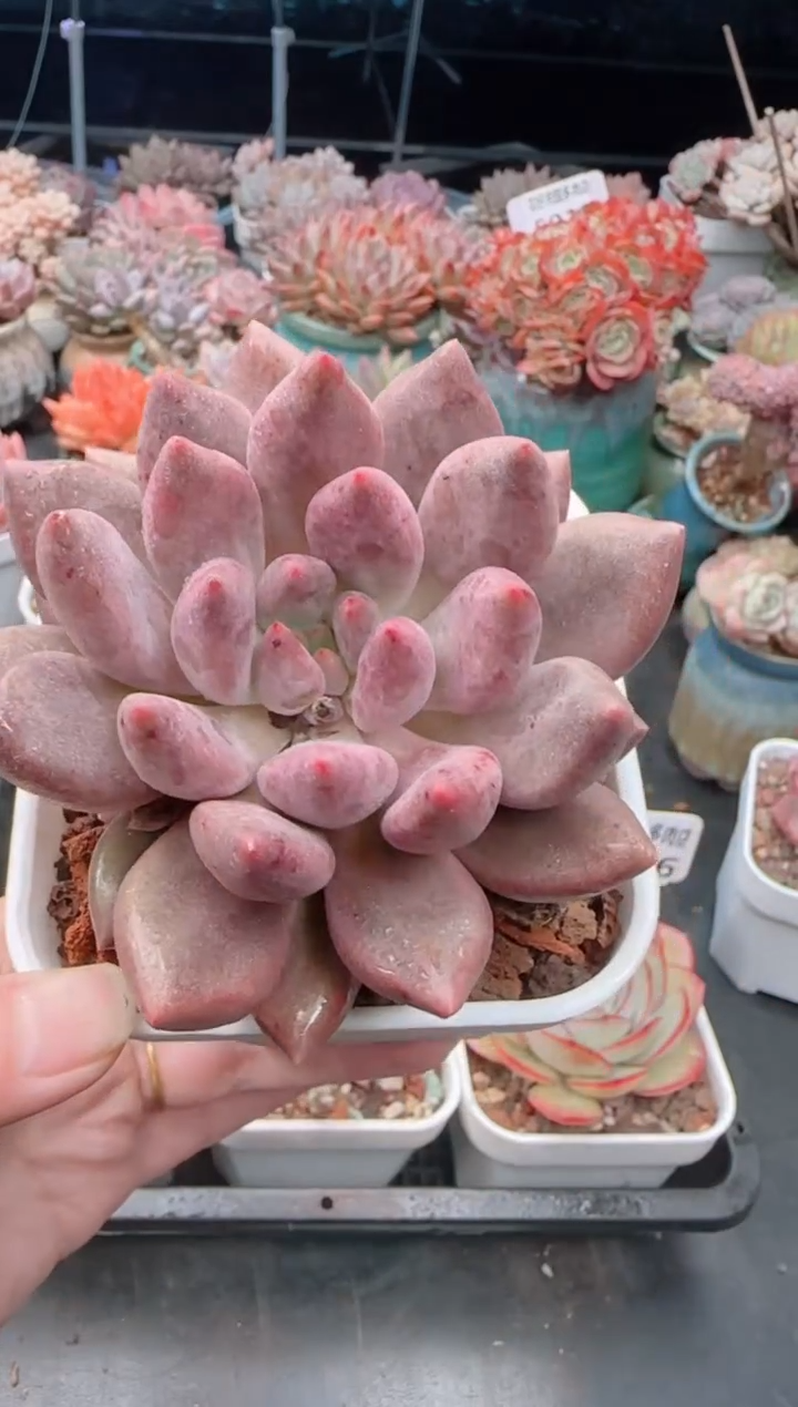 【闪购商品】5408.