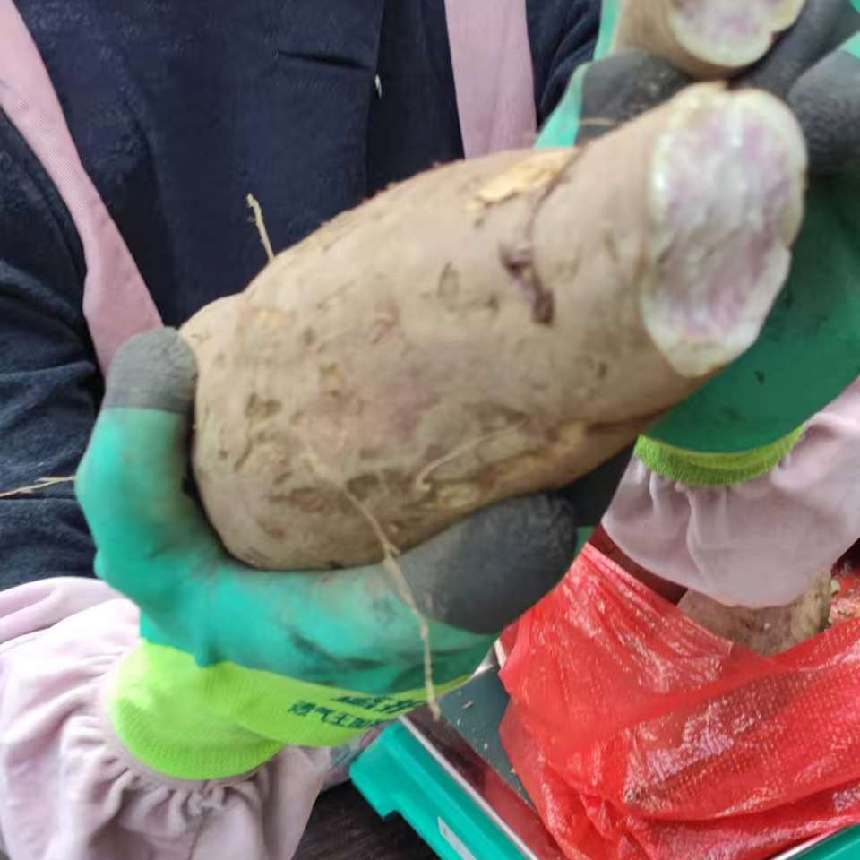 【干部助农】贵州红薯