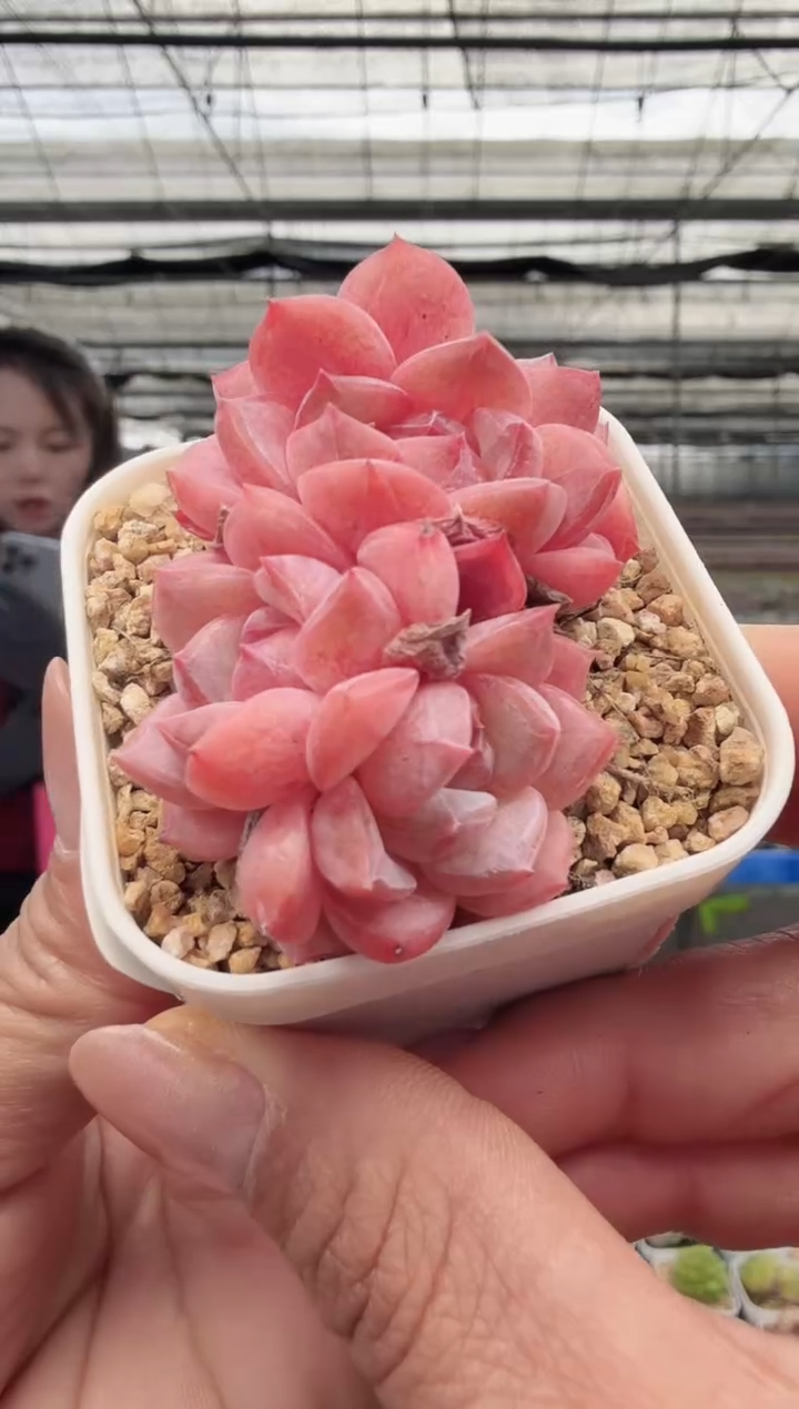 东云多肉园新款-35