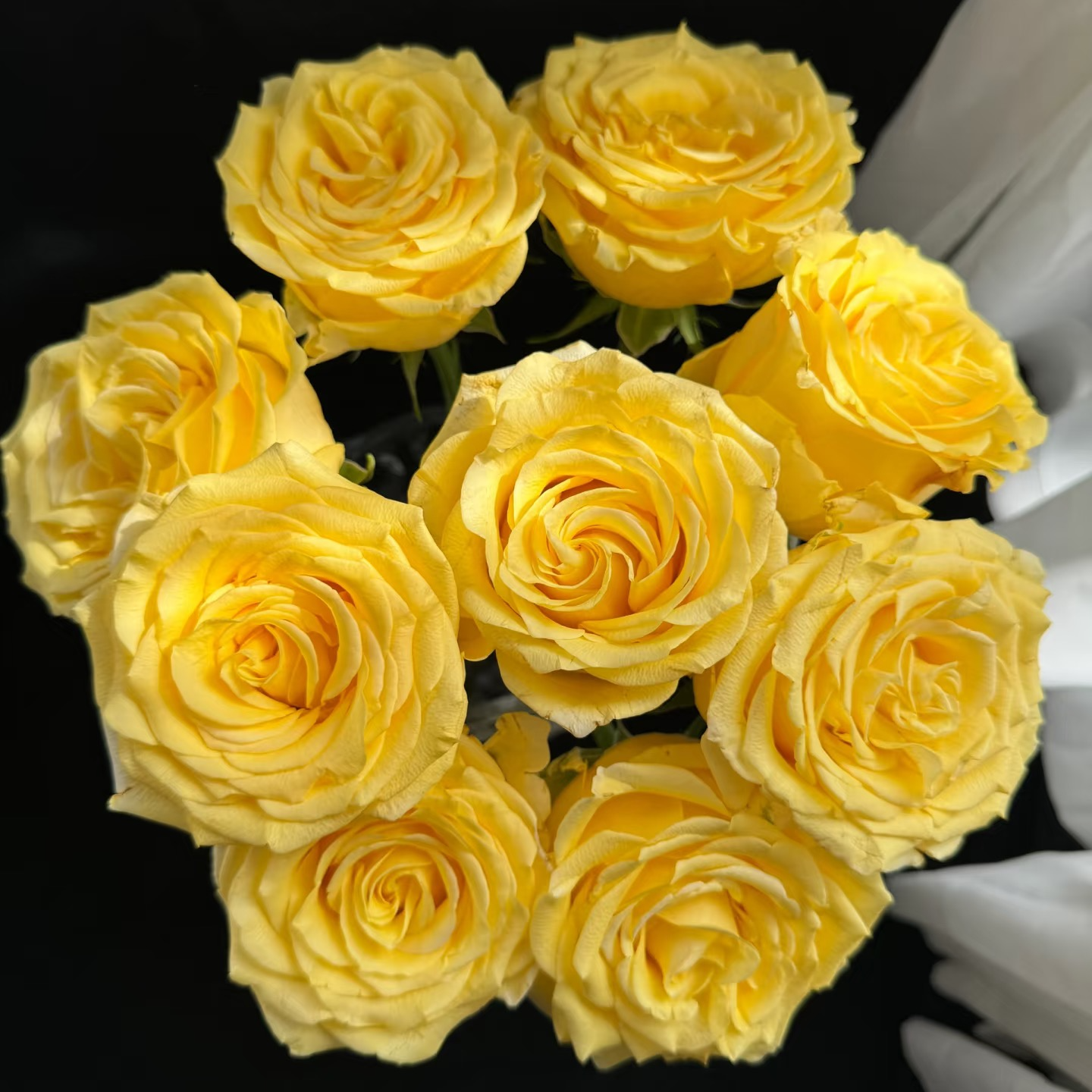 【金枝玉叶】云南斗南基地现采现发品质好金枝玉叶单头玫瑰