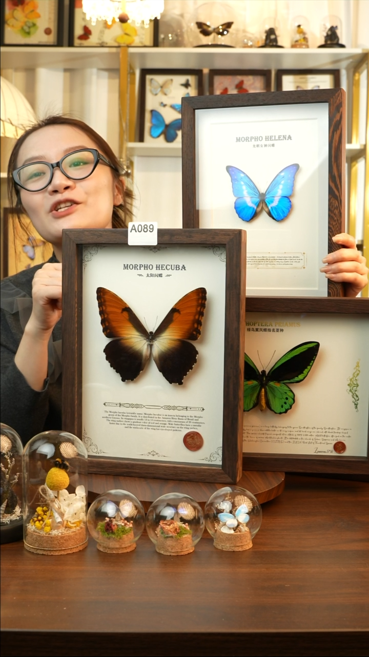 太阳闪蝶，鸟翼凤蝶指名089