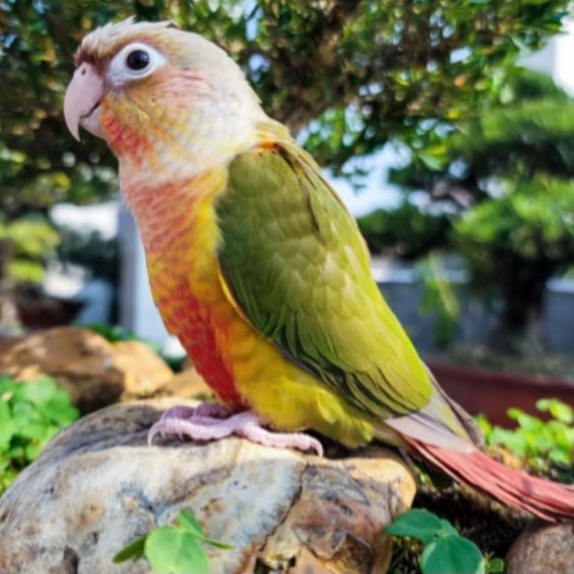 鹦鹉手养鹦鹉宠物鹦鹉