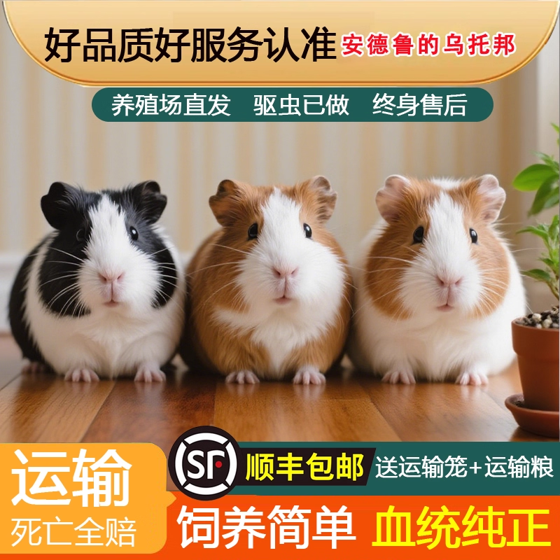 猪活成年豚鼠小宠物适合家庭喂养到家