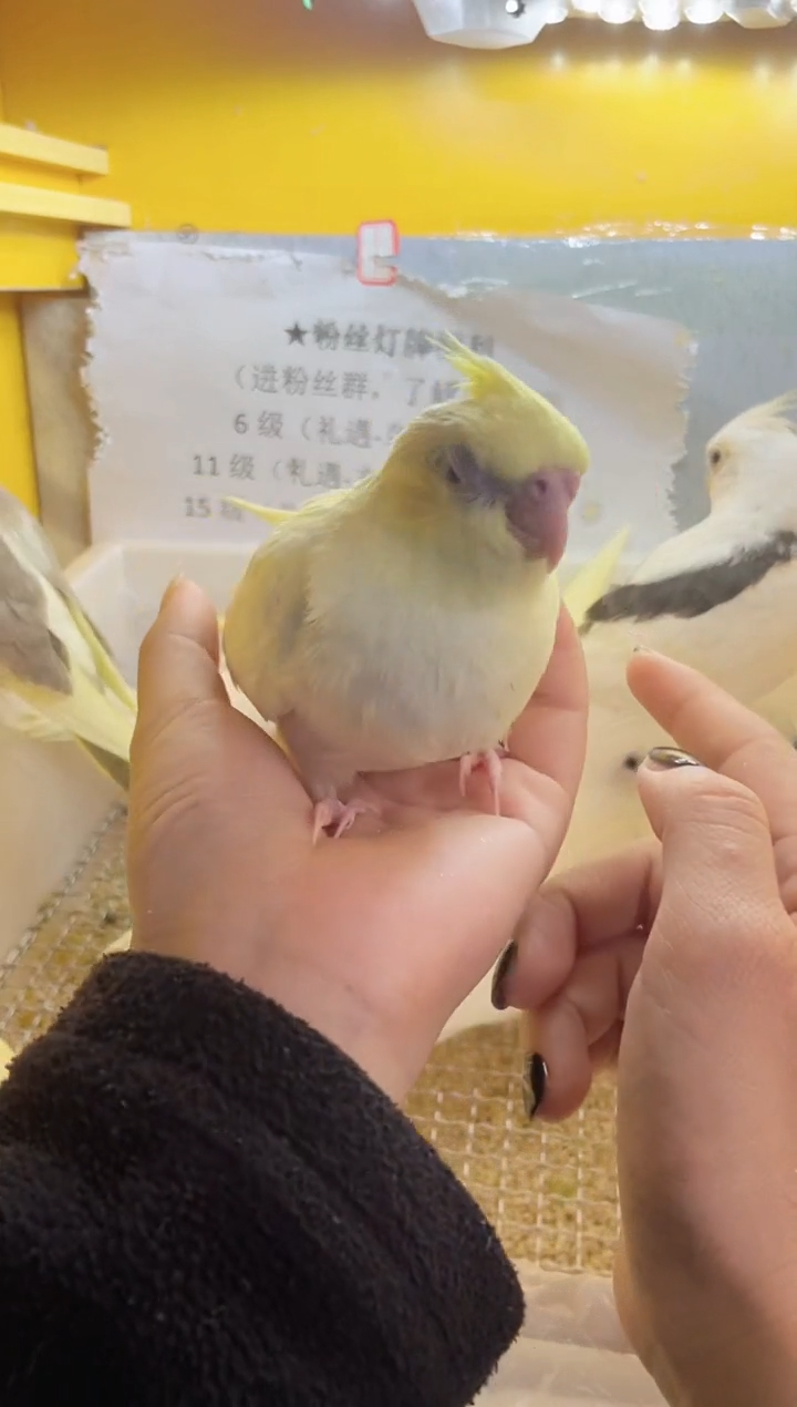 玄凤鹦鹉/鸡尾鹦鹉黄百70849（母）