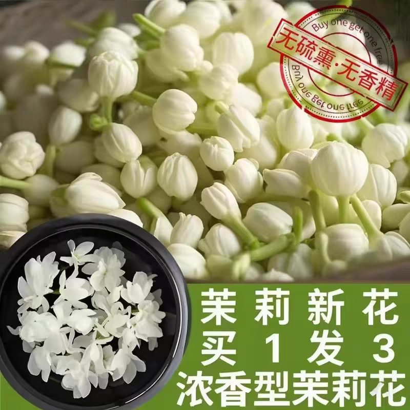 茉莉花花茶罐装手工筛选花型饱满干净无杂无硫无磺