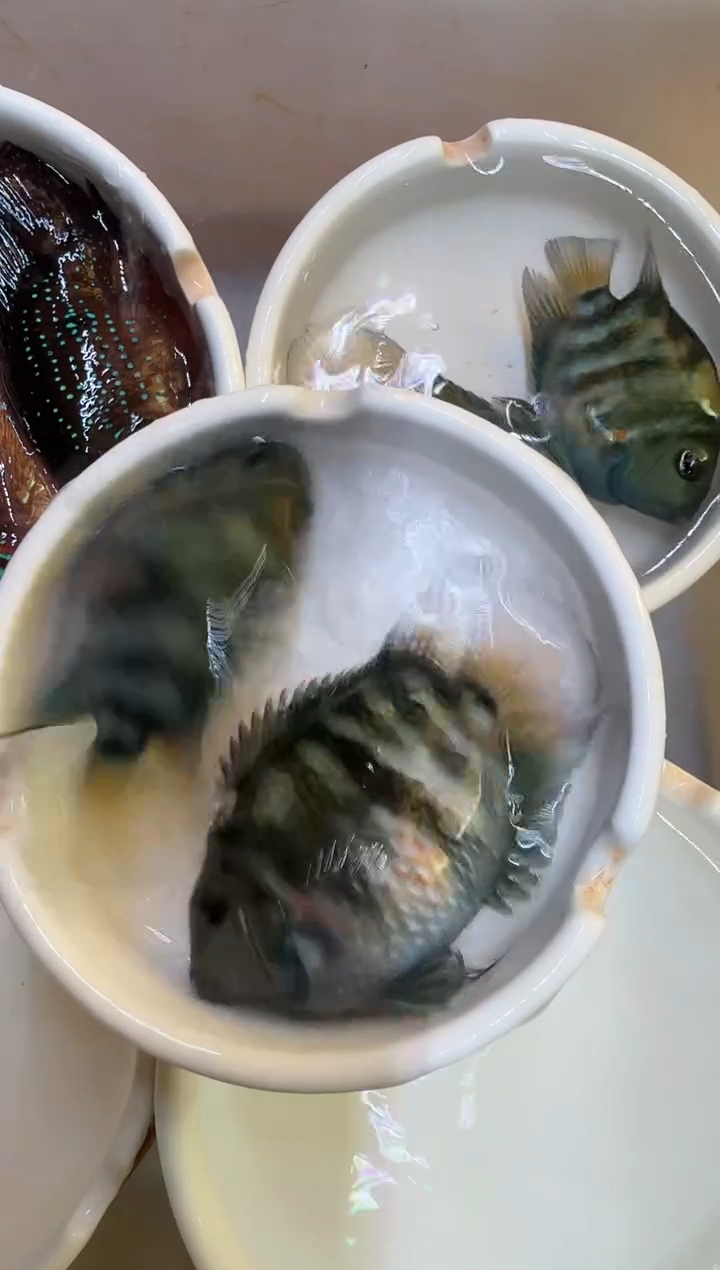 红宝石鱼宝蓝母2个