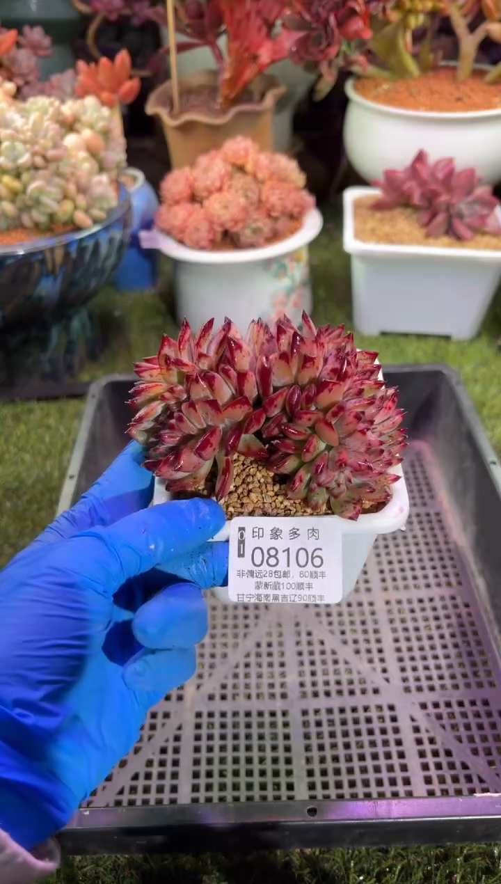 【闪购商品】08106