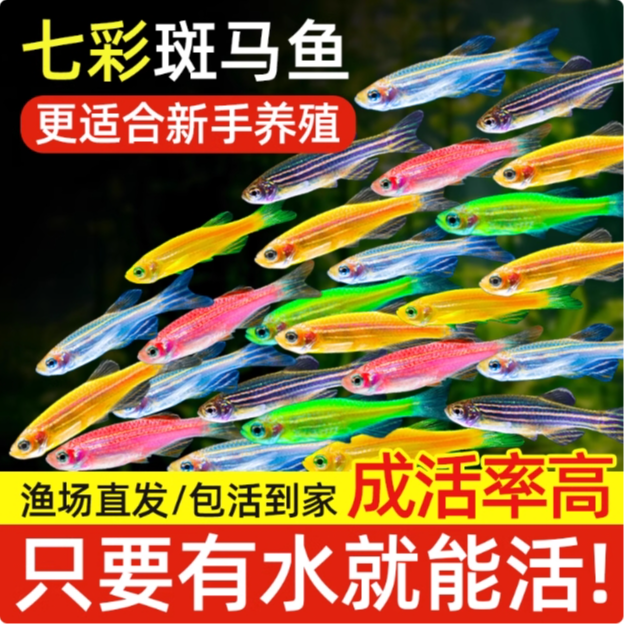 七彩斑马鱼观赏鱼小型淡水好养热带鱼活体红绿灯金鱼小孔雀鱼鱼苗