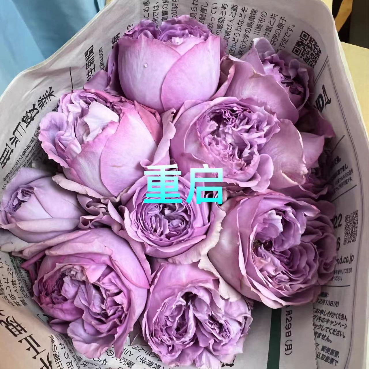 【重启大苗】大花灌木