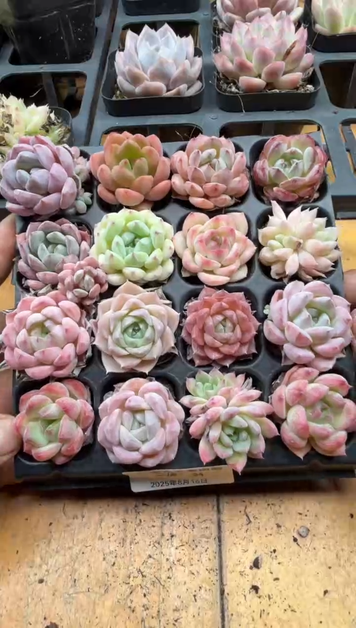 东云多肉园三号店-34