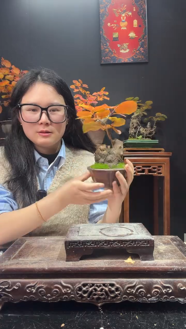 完全开放黄栌0000