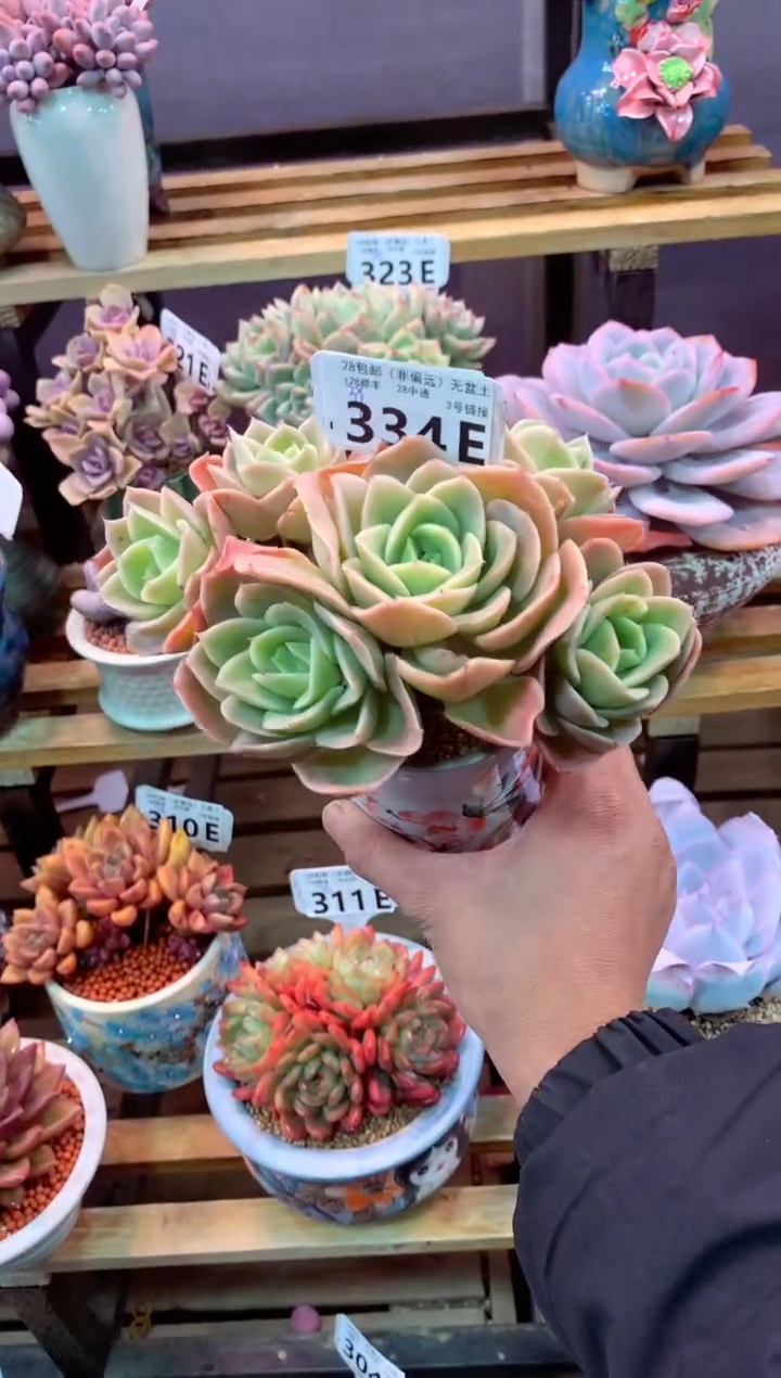 334E（一物一拍，精品多肉，w所见即所得 