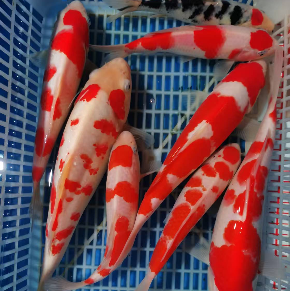 锦鲤活鱼大型观赏鱼淡水冷水好养耐活直播链接（录开箱视频售后）