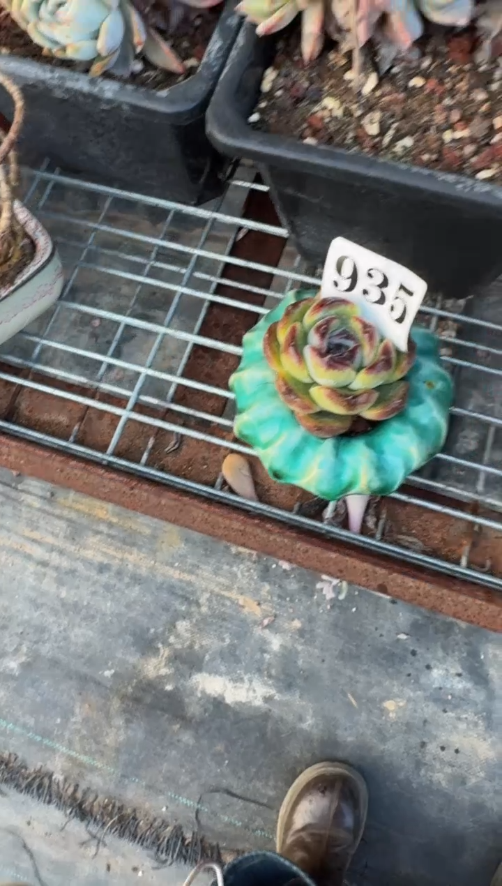 【闪购商品】935黑橙子（不带盆）