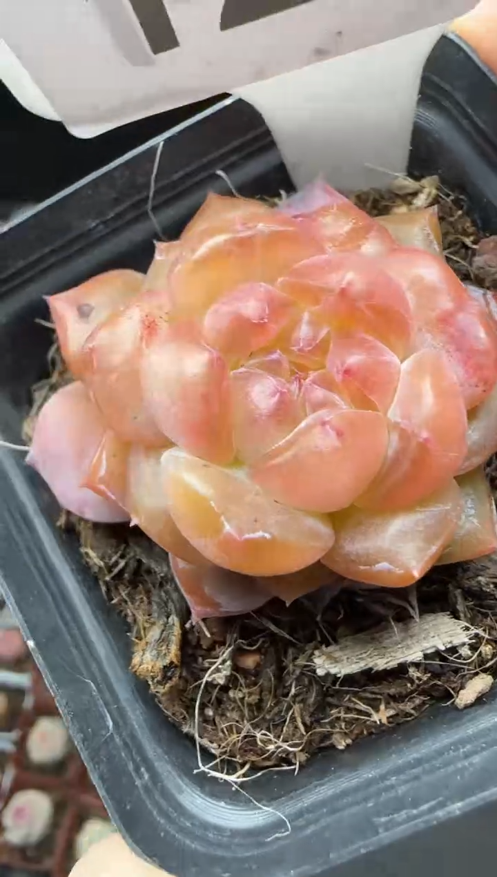 【闪购商品】一物一拍0219—126