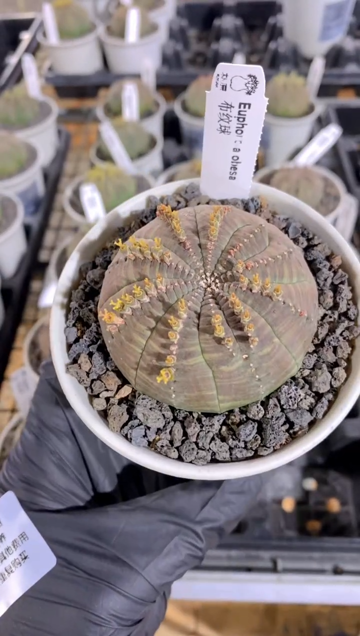 【闪购商品】布纹球FA-9819