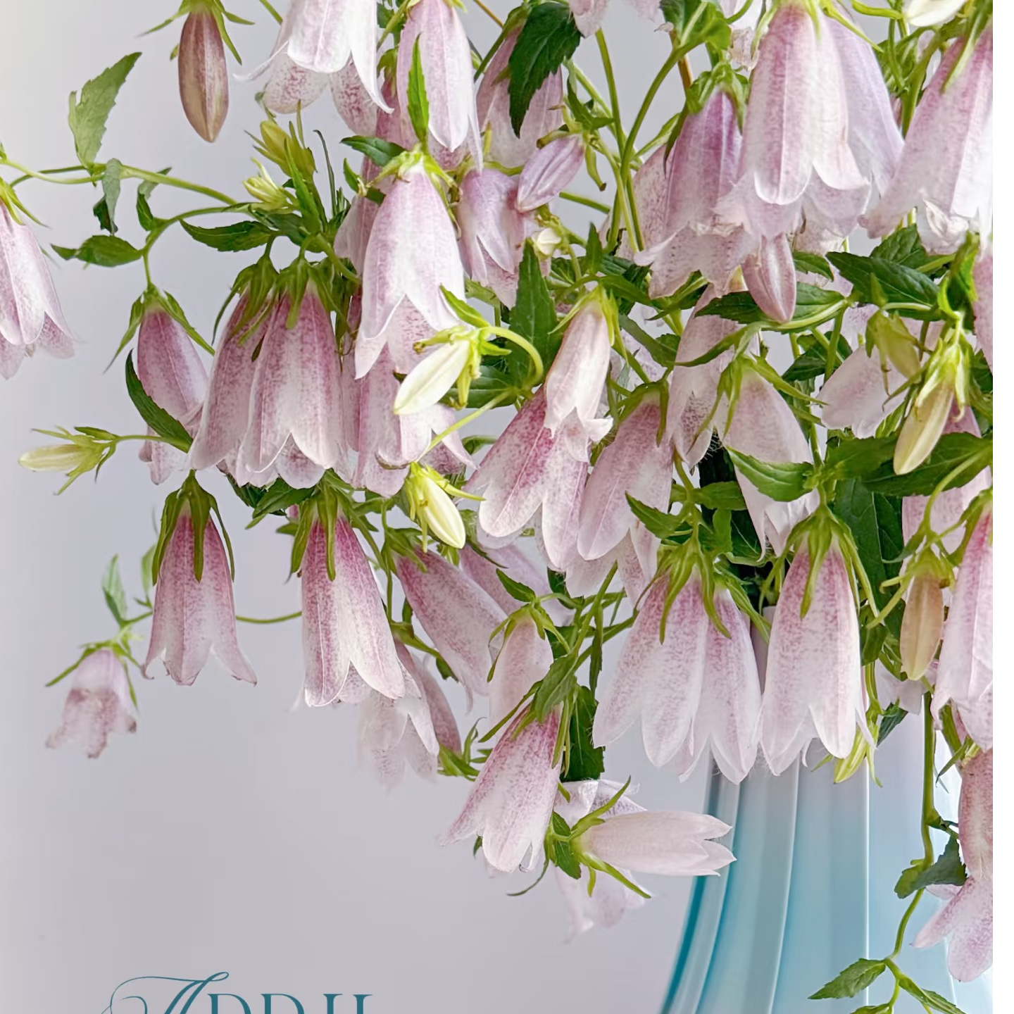 【仙女座｜紫斑风铃】昆明斗南直发~花期长