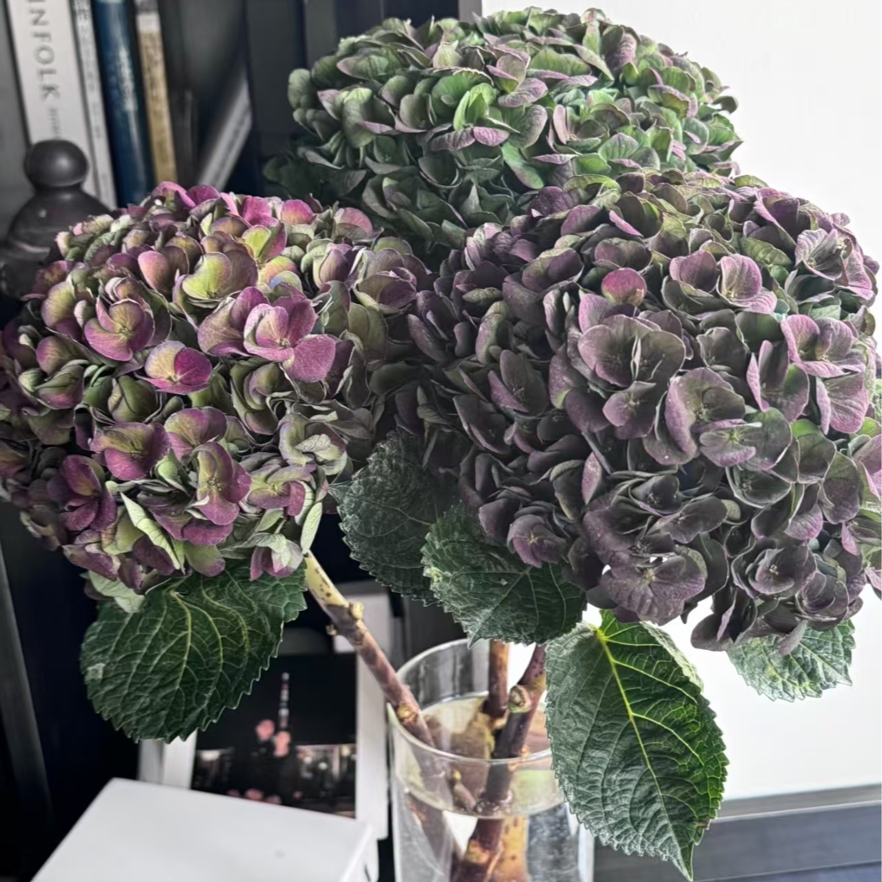 莫奈花园复古秋色绣球 室内观赏性花材  可做干花
