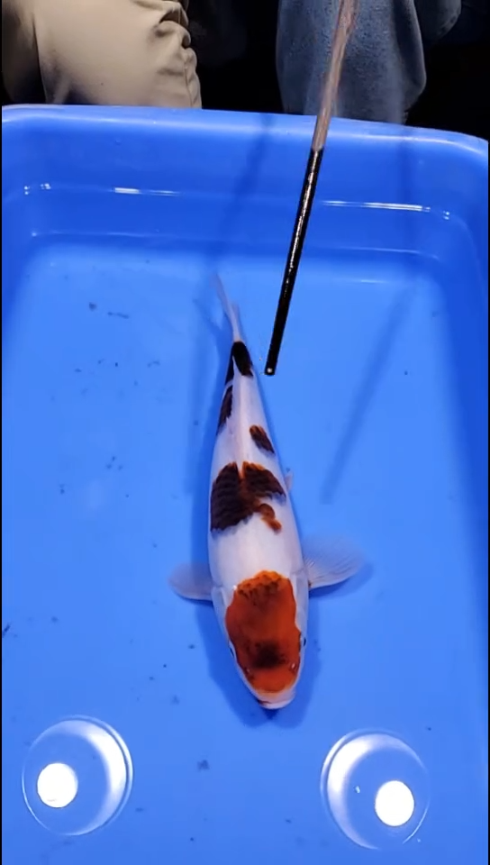 锦鲤【251128-42】葡萄衣 28公分 不详 独秀锦鲤