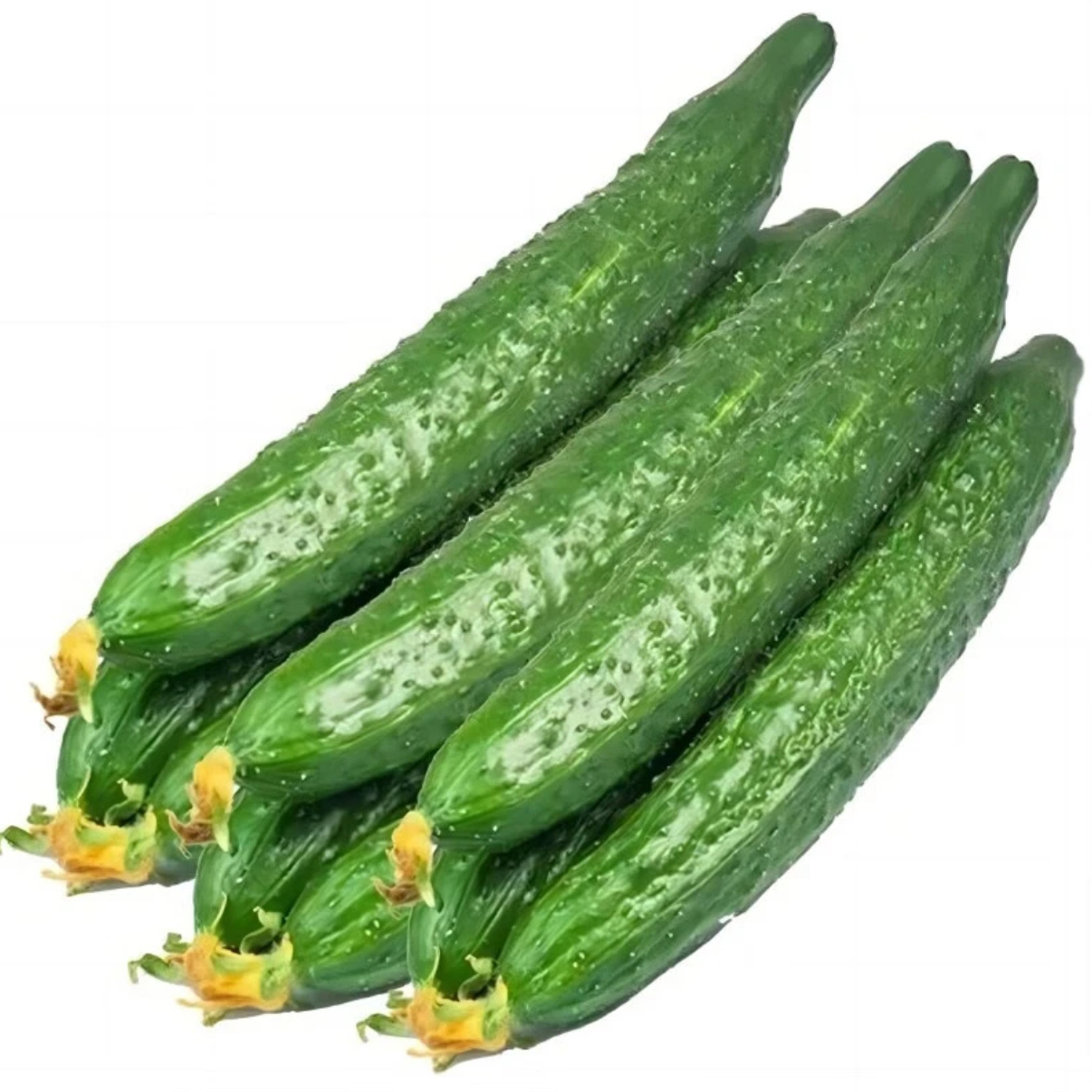 新鲜黄瓜现摘当季可生吃凉拌的应季蔬菜