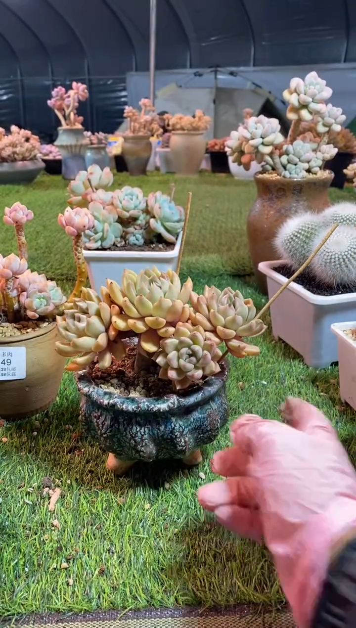 【闪购商品】0150a