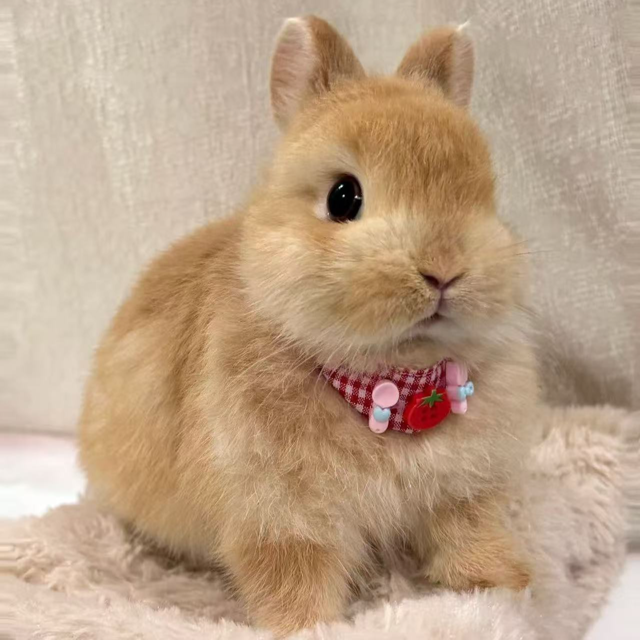 【小体型】宠物兔侏儒兔活物好养活垂耳兔适合儿童宠物温顺运输包邮