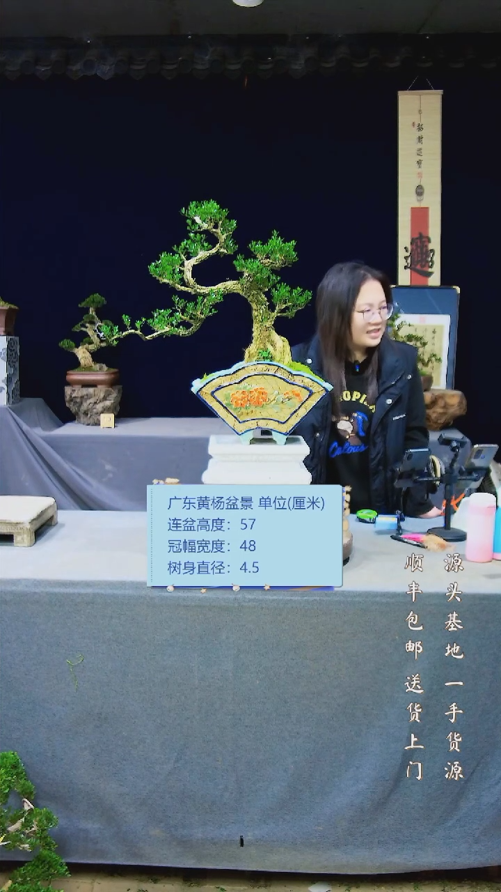 【闪购商品】黄杨盆景黄杨盆景