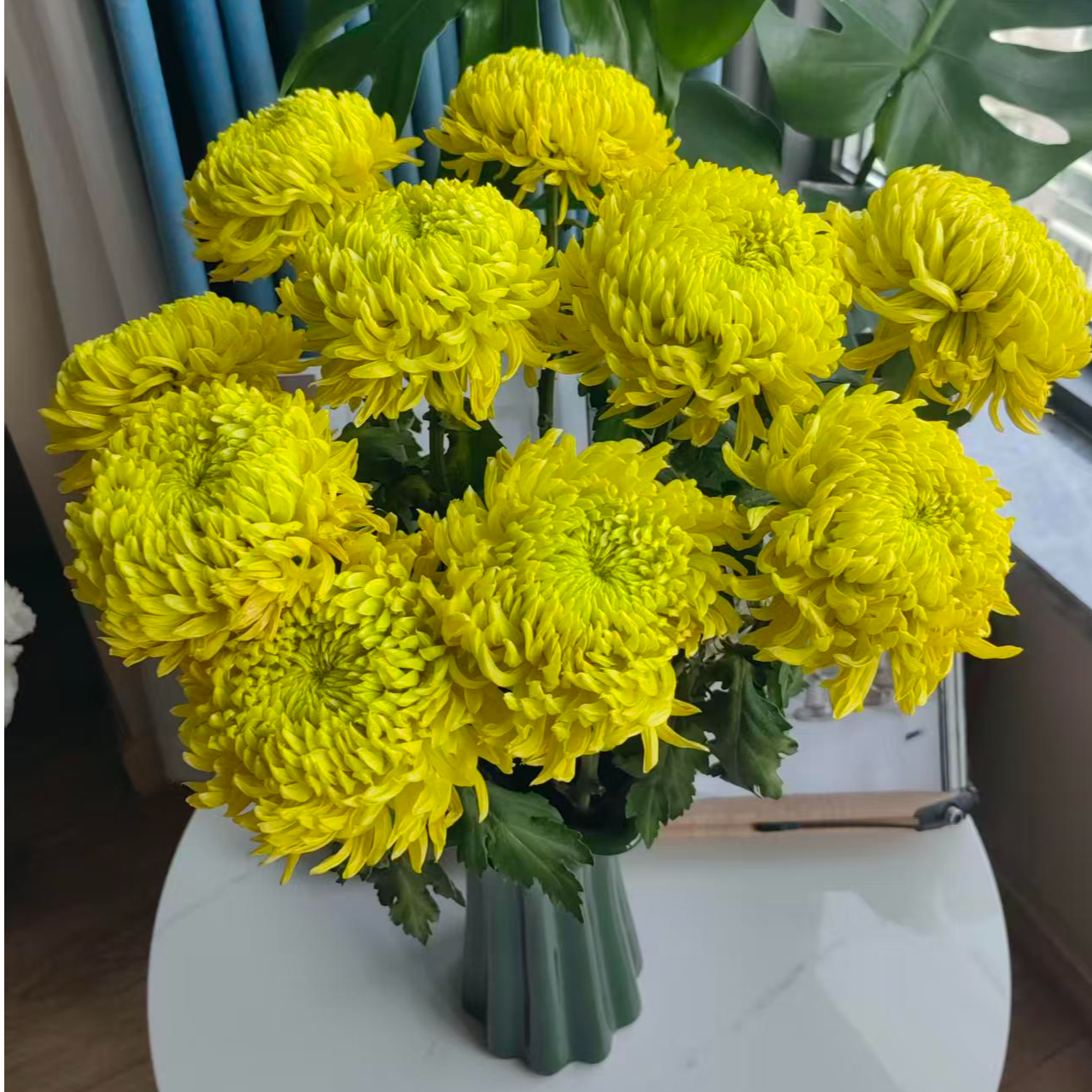 【只此青绿】小菊盆栽菊 庭院阳台耐热耐寒花期长花量大 新手易养护