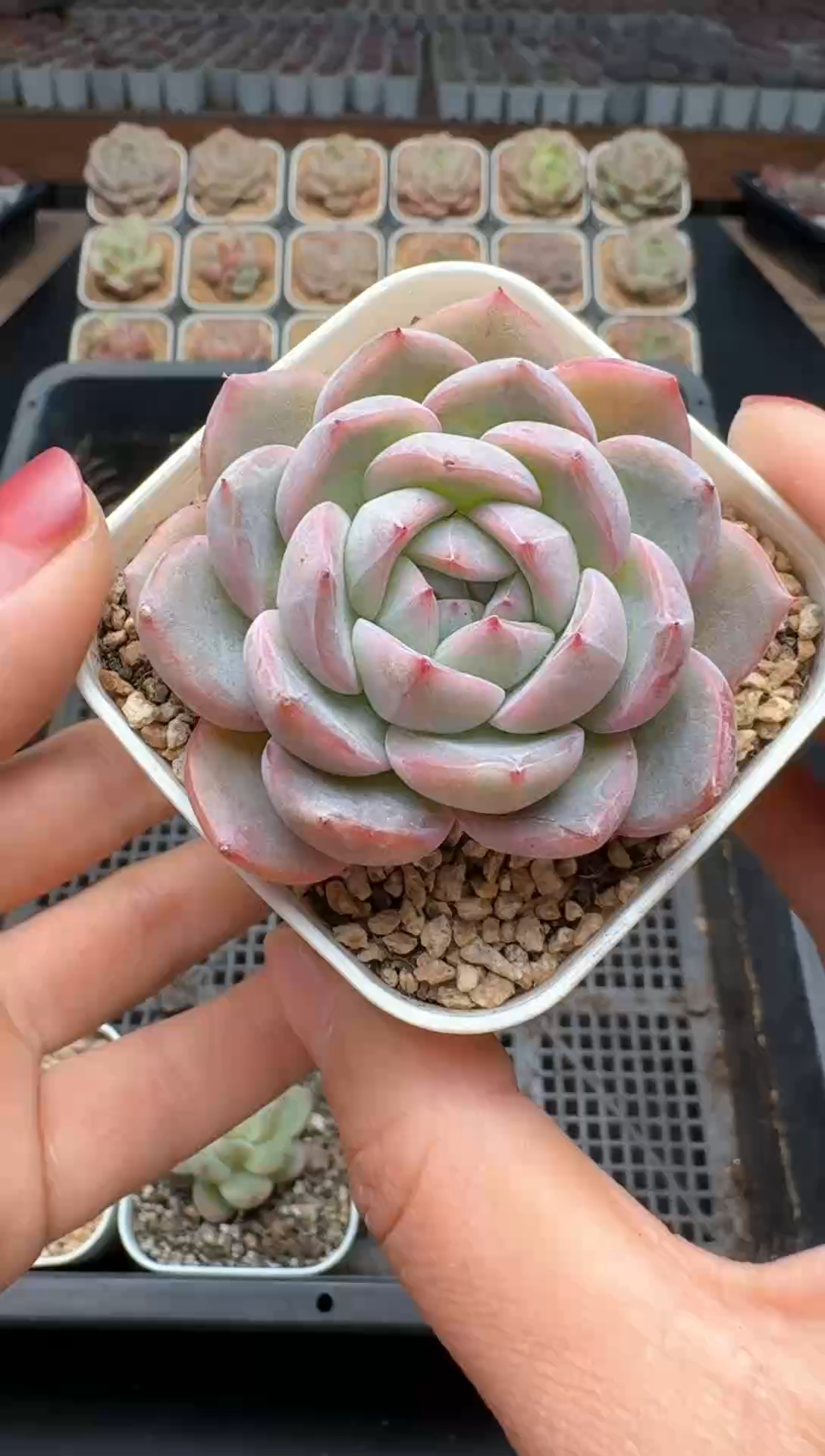 【闪购商品】110号一物一拍珍妮多肉花卉植物3颗起发