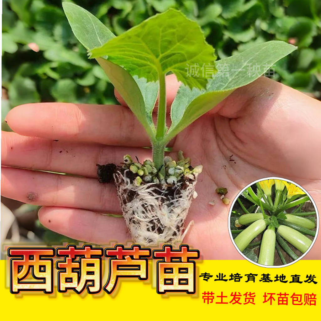 西葫芦种子苗高产阳台四季盆栽西胡芦种籽蔬菜春季蔬莱瓜孑瓜苗
