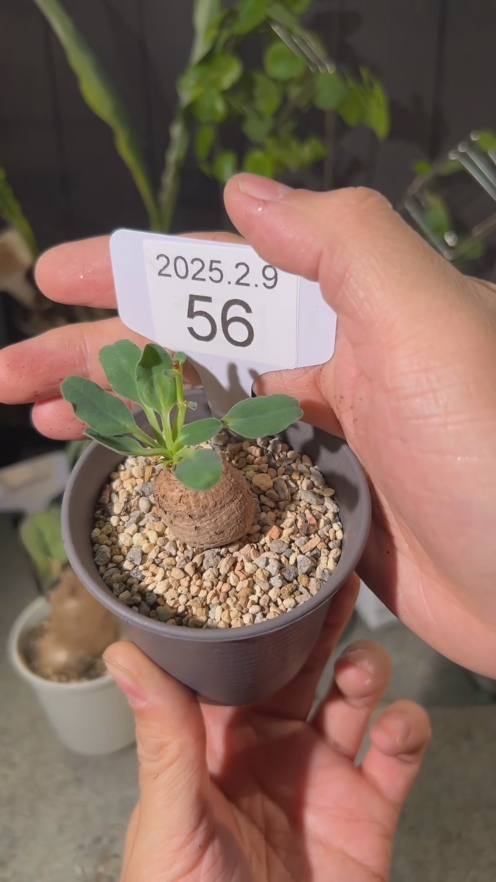 【闪购商品】送两个彼岸花土拨鼠大戟2.9.56